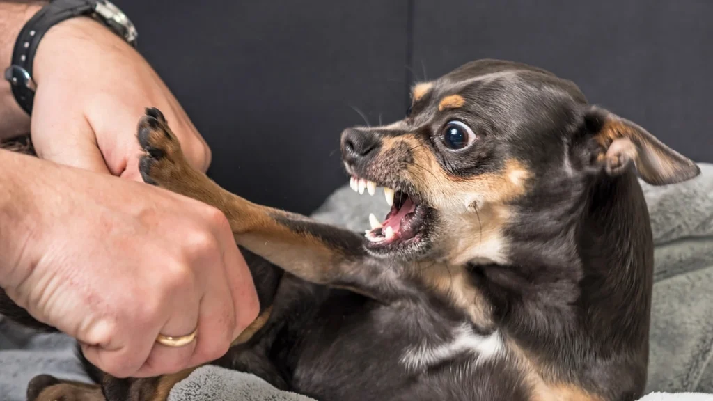 Baixinho e bravo: saiba por que cachorros pequenos vivem sob estresse