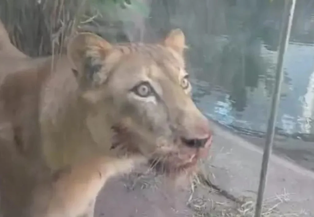 Tragédia no zoo: leoa atacou e matou homem em poucos segundos.Vejavídeo