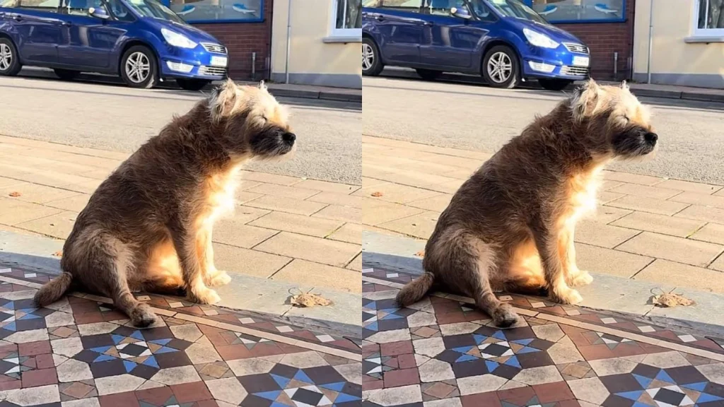 Vídeo: cão de 13 anos espera a dona falecida em calçada e comove a web