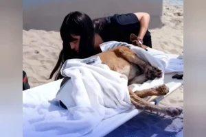 Cadela comunitária esfaqueada em praia de SP passa por cirurgia hoje após ser resgatada pela Guarda Costeira