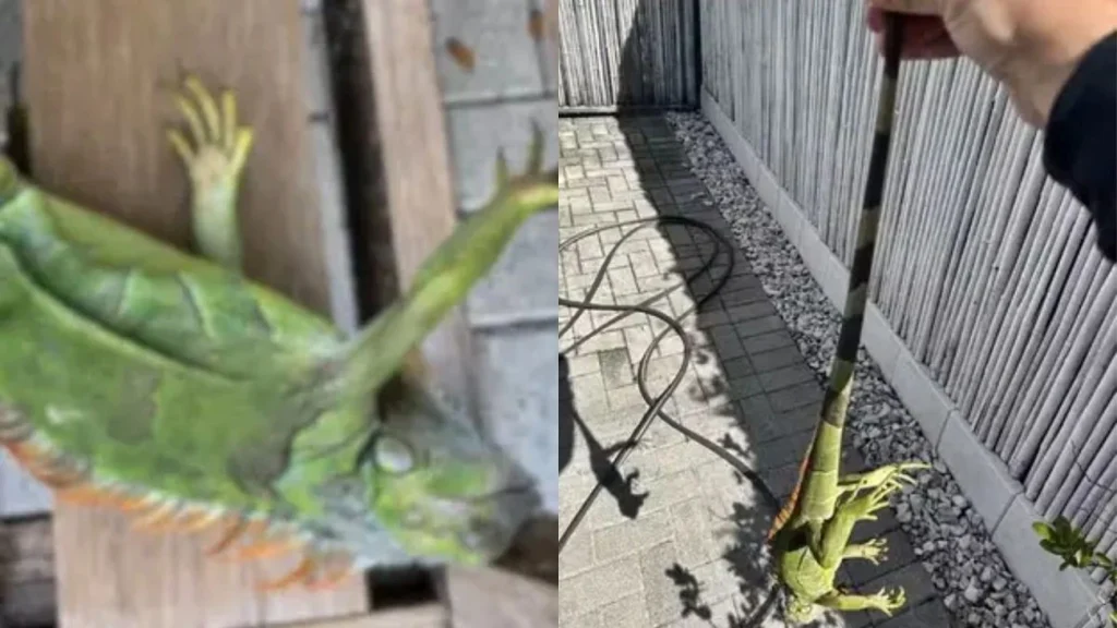 Pizza de Iguana Hoje Restaurante Lança Receita Inusitada Com Animal Exótico E Gera Polêmica