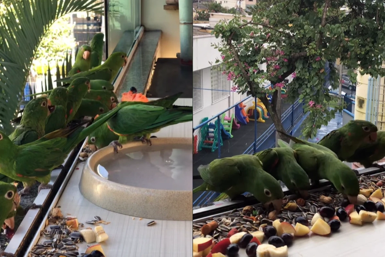 Ceci das Aves: a Mulher que Transforma uma Janela em Restaurante com Banquetes para Decenas de Inteligentes Maritacas