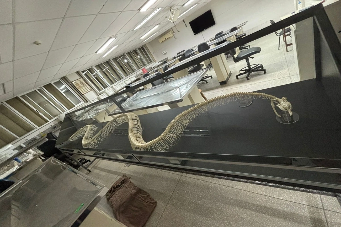 Descubra Hoje as Serpentes do Cerrado no Museu de Biologia da UnB - Exposição Gratuita