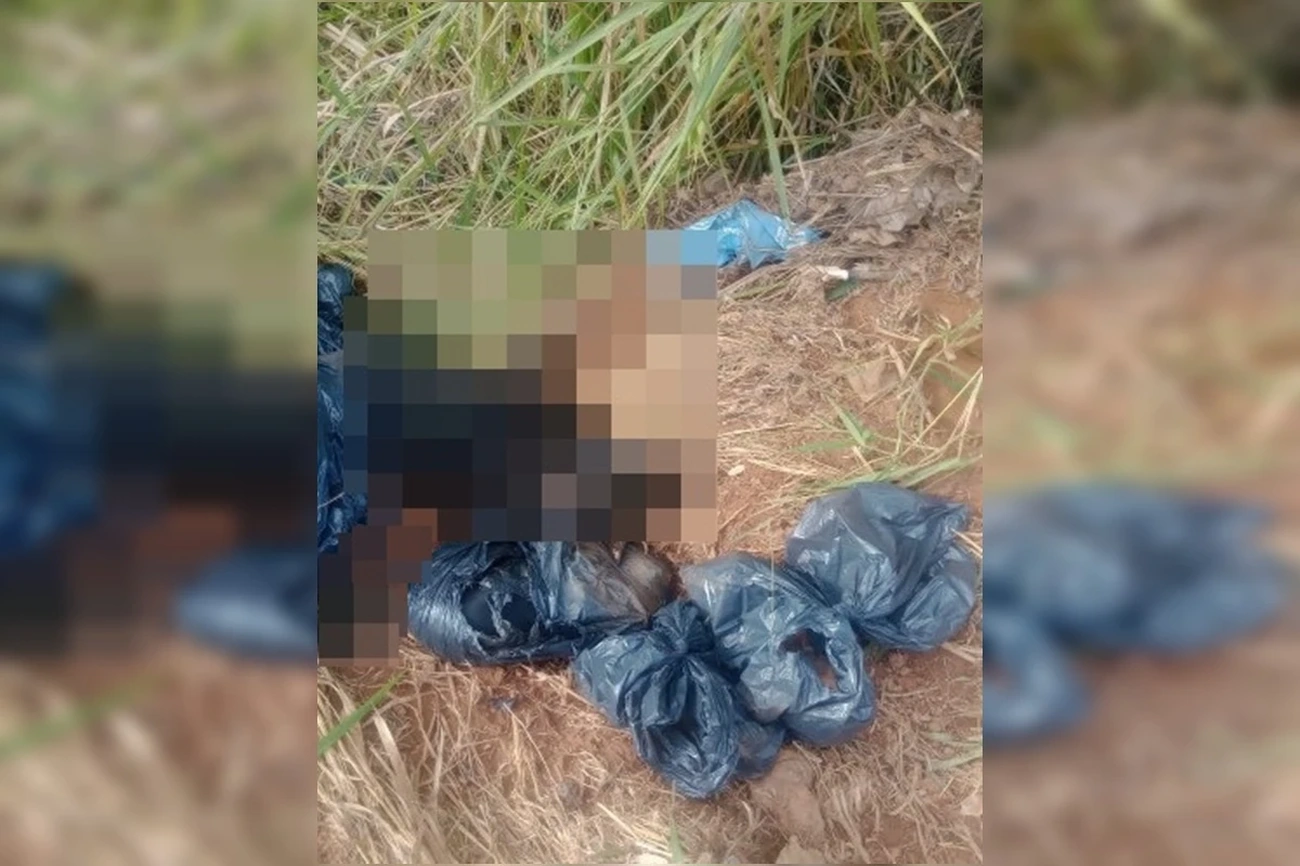 PCDF apura estelionato em descarte de cachorros mortos: 6 vítimas de cremação simulada